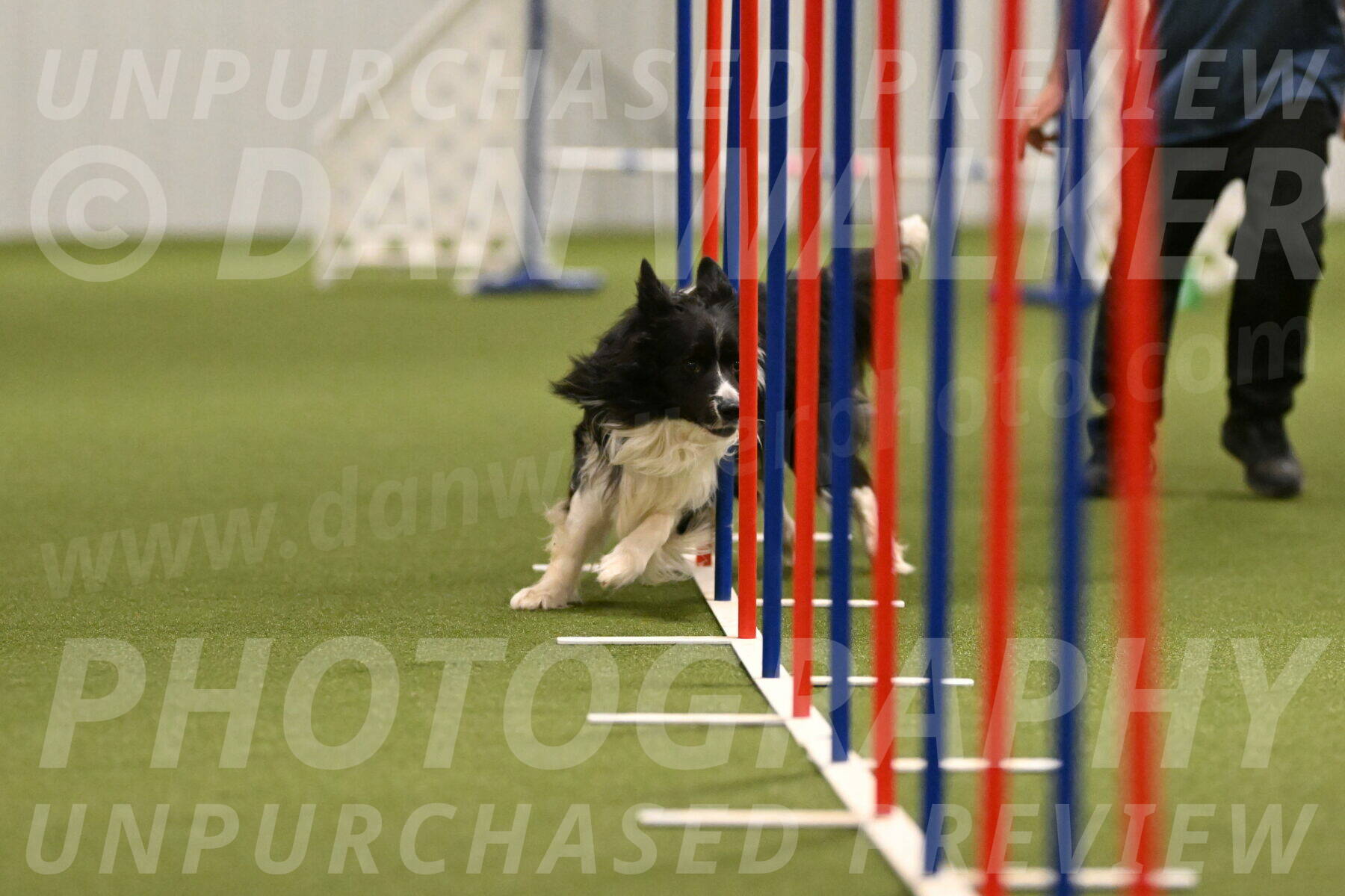 Frenzy-Robert-Rachow-10048