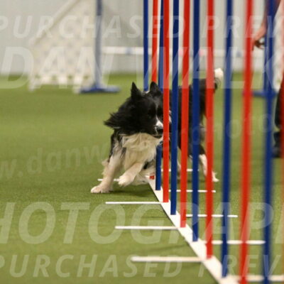 Frenzy-Robert-Rachow-10048