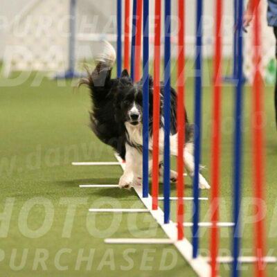 Frenzy-Robert-Rachow-10049