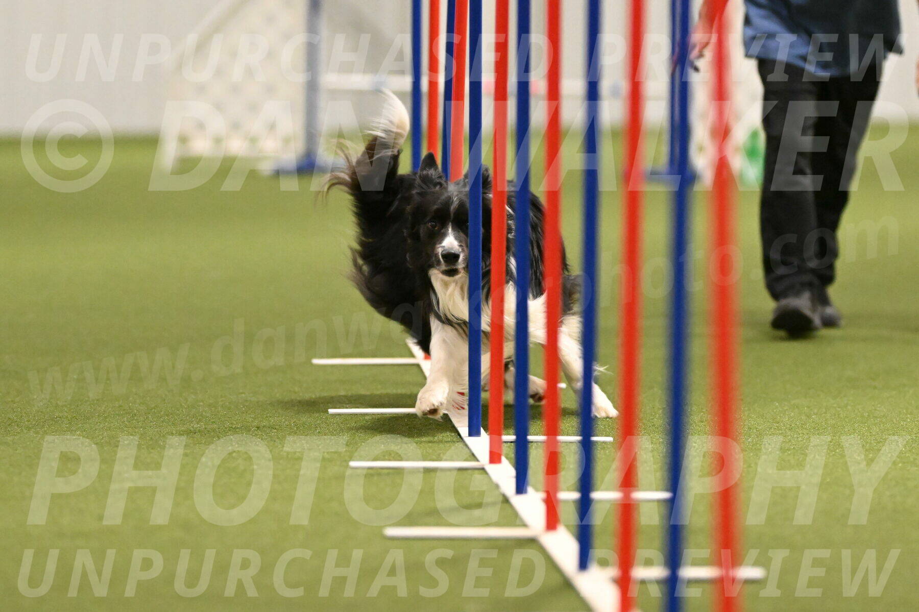 Frenzy-Robert-Rachow-10049