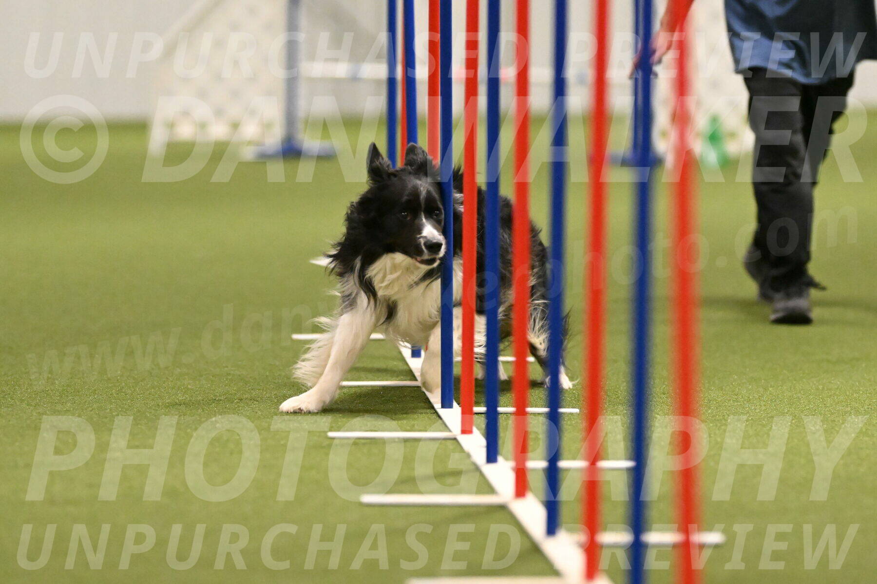 Frenzy-Robert-Rachow-10050