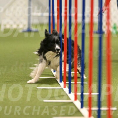 Frenzy-Robert-Rachow-10050