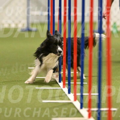 Frenzy-Robert-Rachow-10051