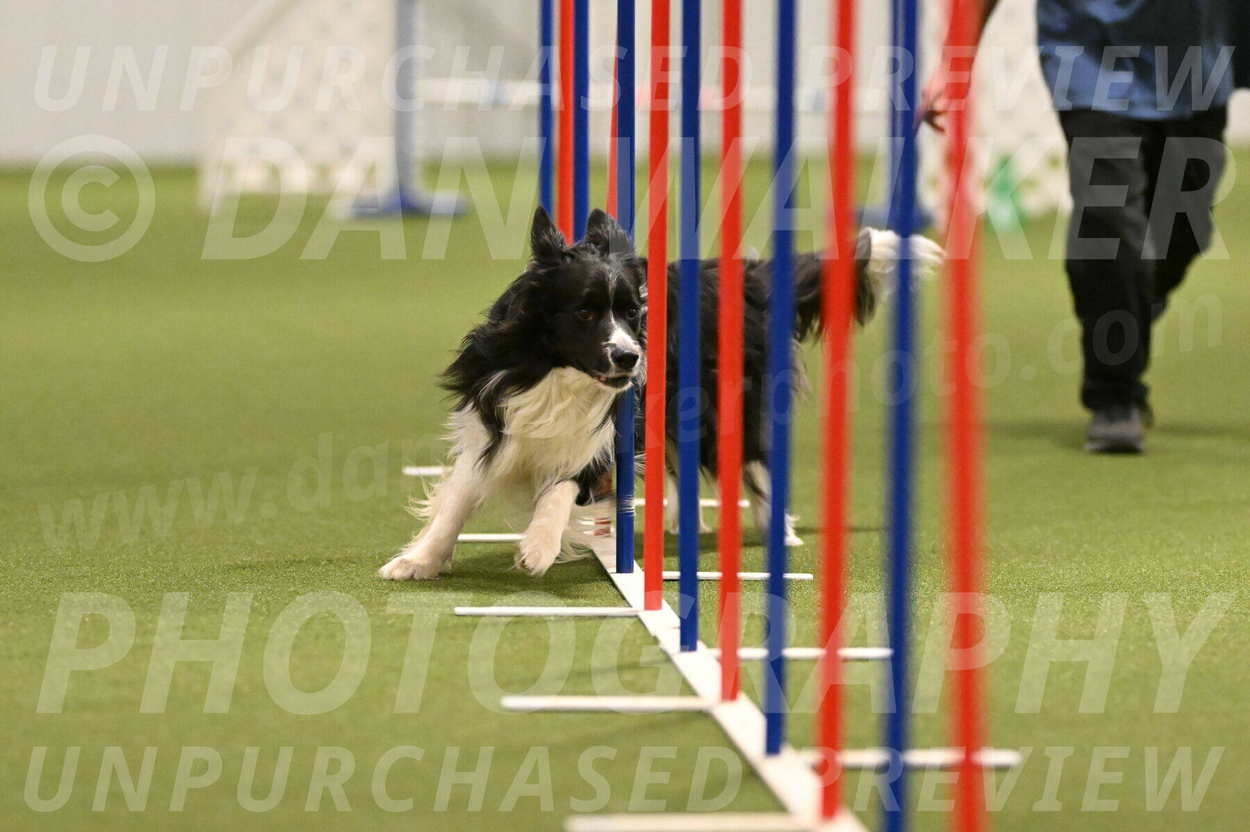 Frenzy-Robert-Rachow-10051