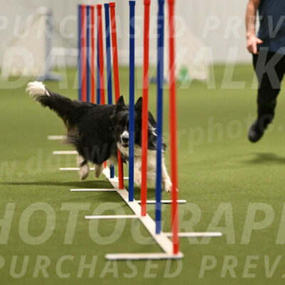 Frenzy-Robert-Rachow-10052