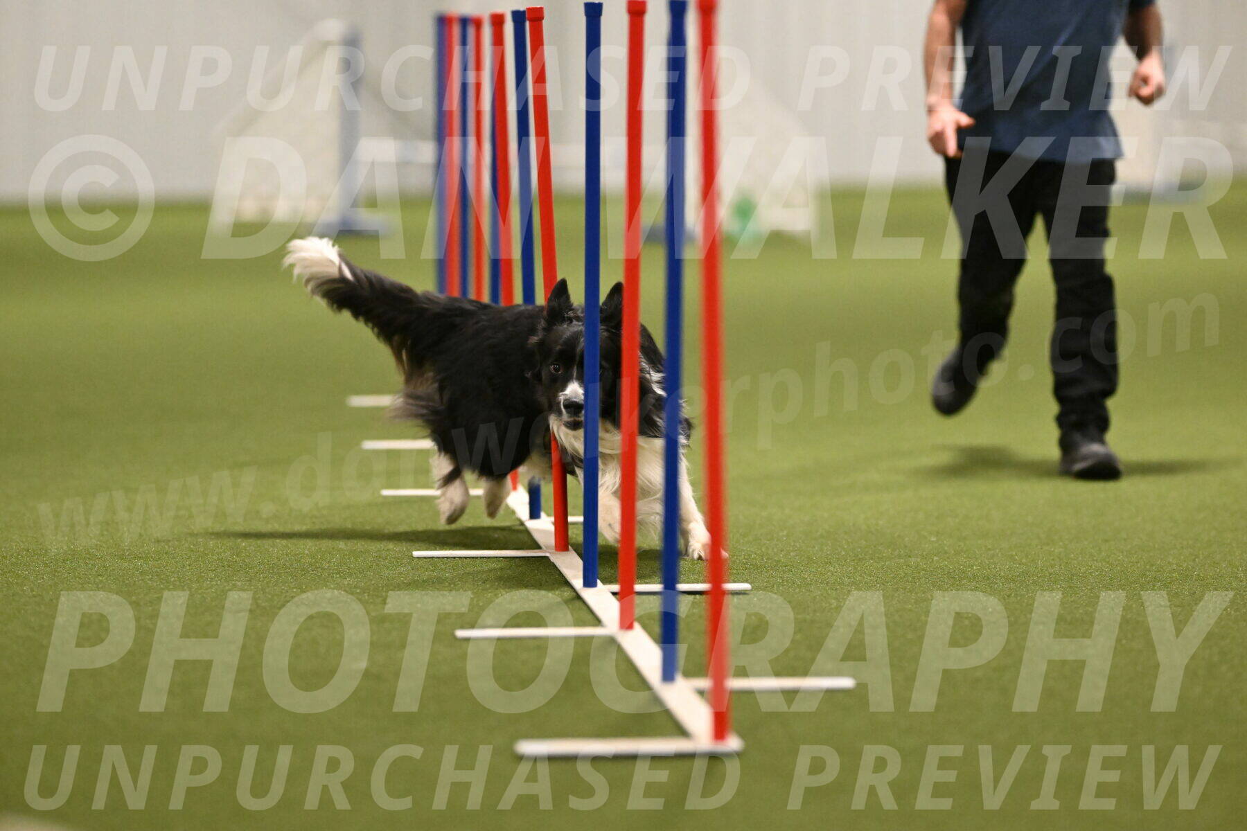 Frenzy-Robert-Rachow-10052