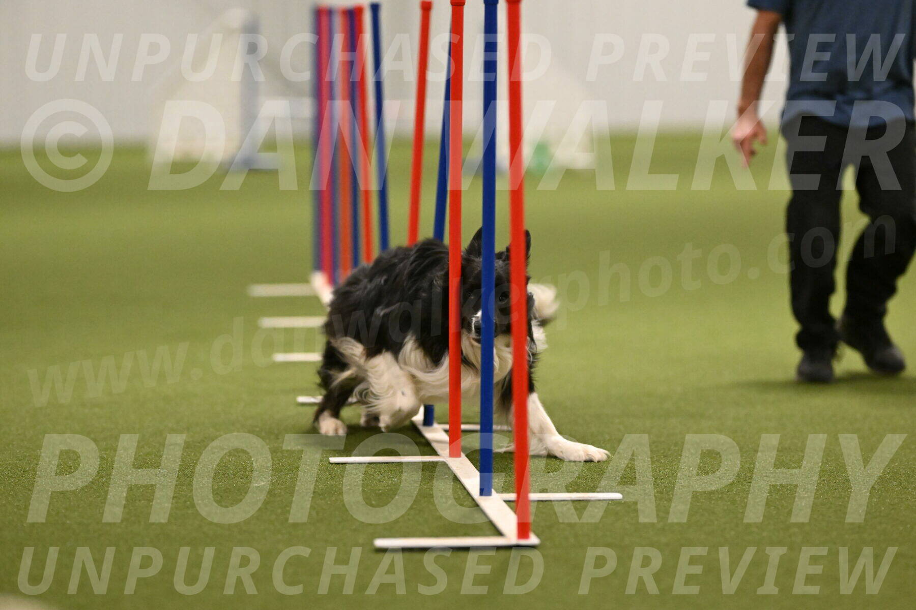 Frenzy-Robert-Rachow-10053