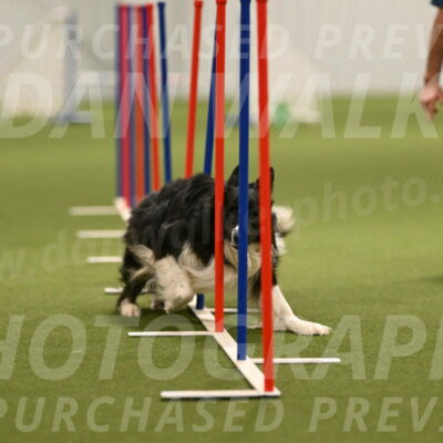 Frenzy-Robert-Rachow-10053