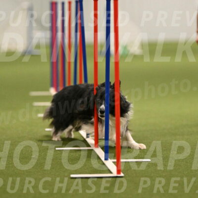 Frenzy-Robert-Rachow-10054