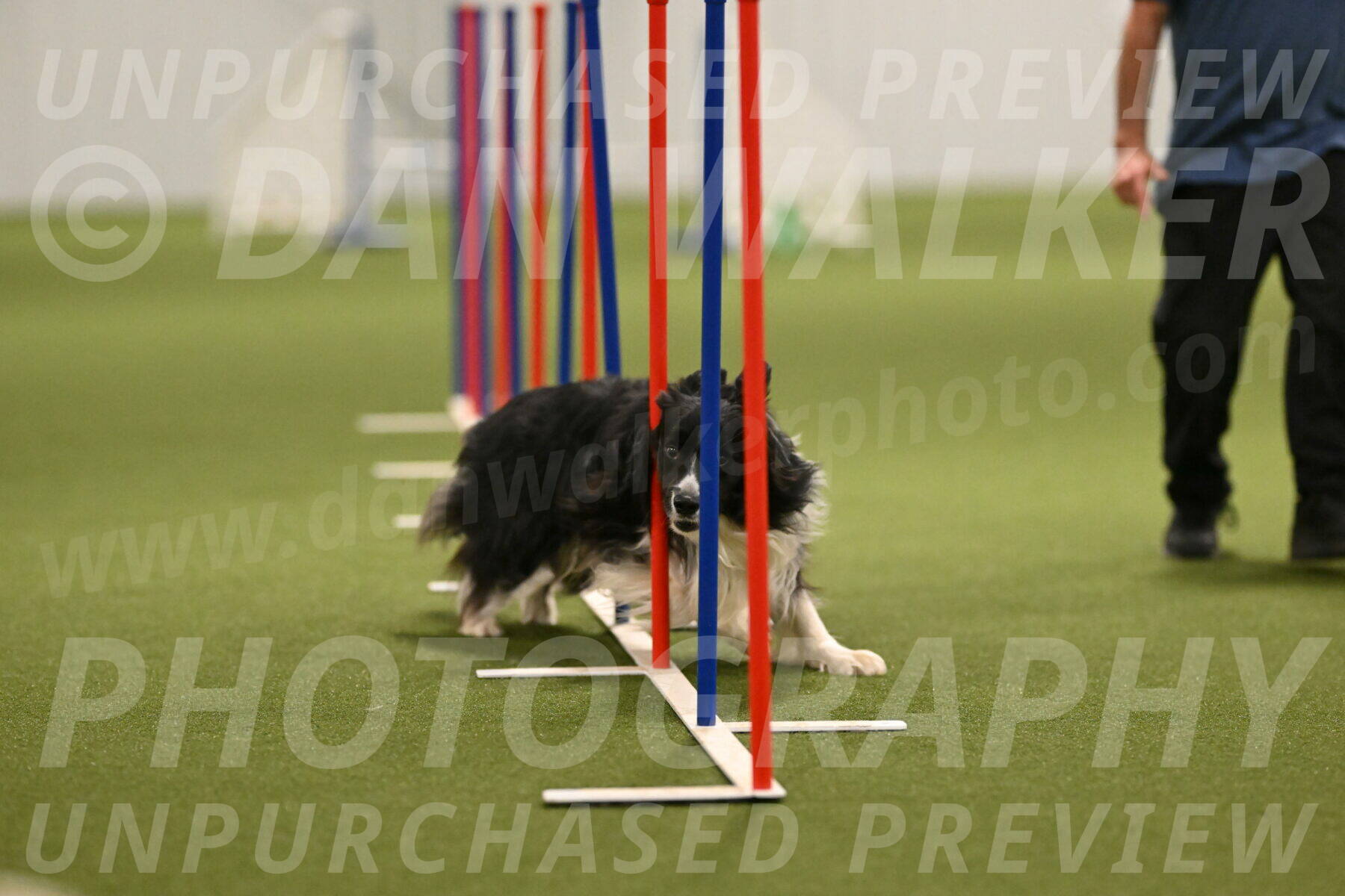 Frenzy-Robert-Rachow-10054