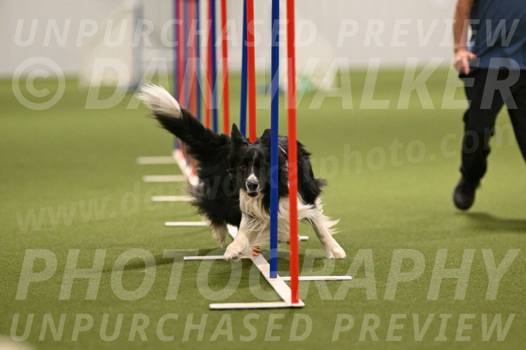 Frenzy-Robert-Rachow-10055