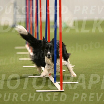 Frenzy-Robert-Rachow-10055