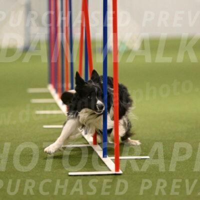 Frenzy-Robert-Rachow-10056