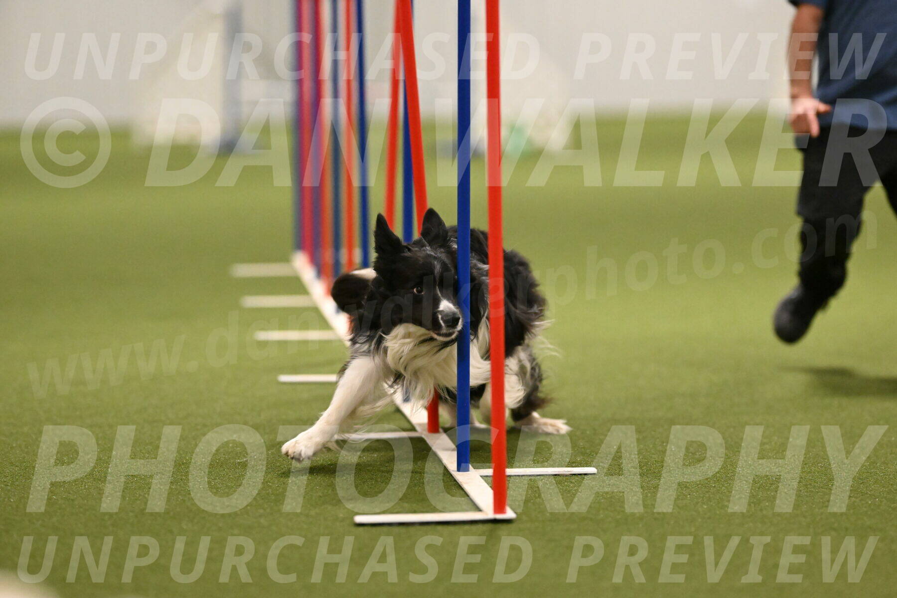 Frenzy-Robert-Rachow-10056