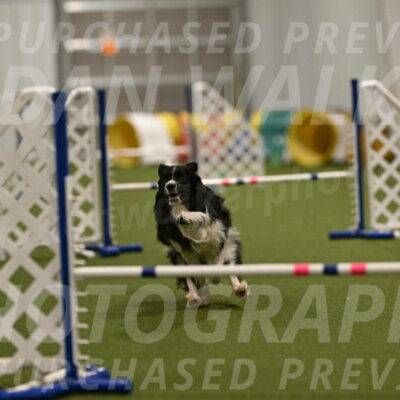 Frenzy-Robert-Rachow-10057