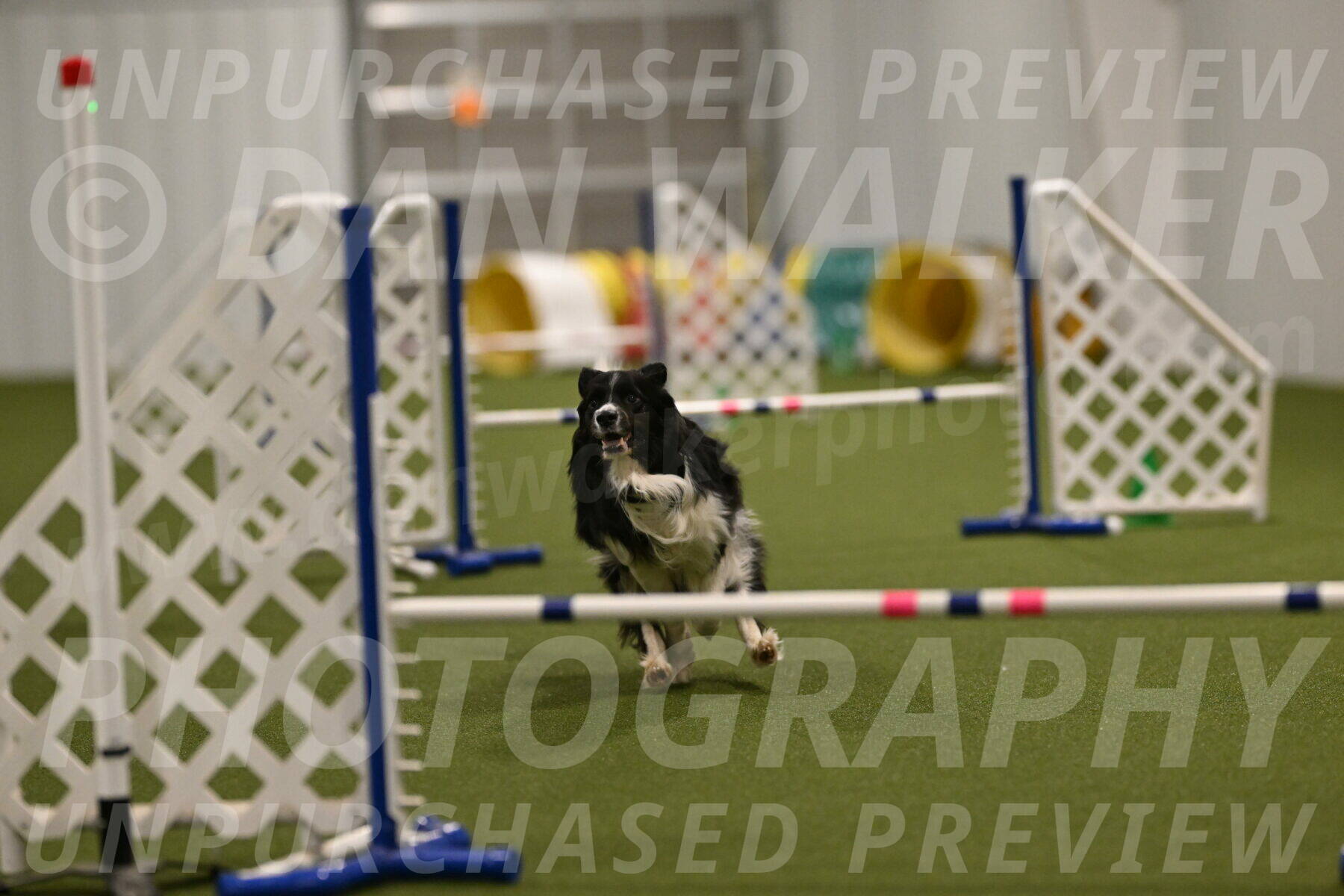 Frenzy-Robert-Rachow-10057