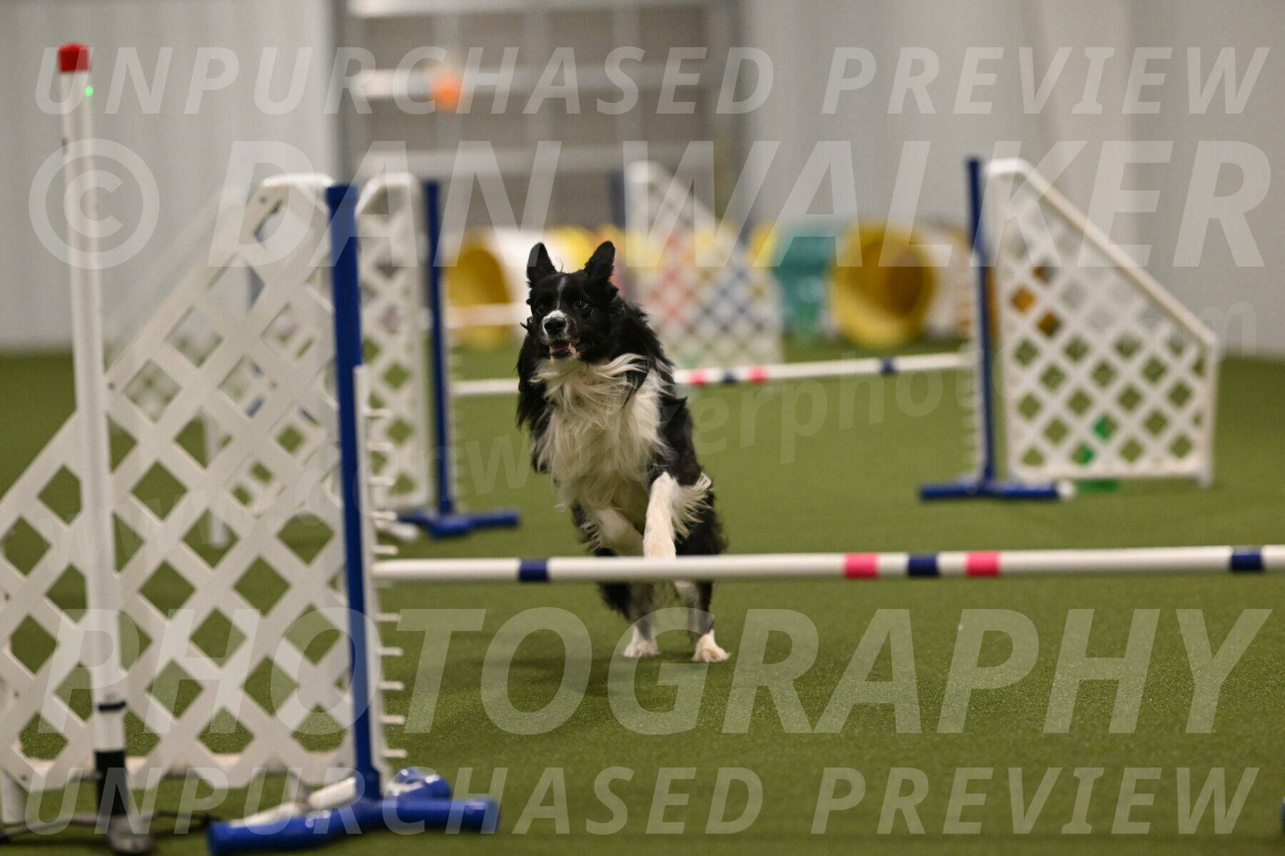 Frenzy-Robert-Rachow-10058