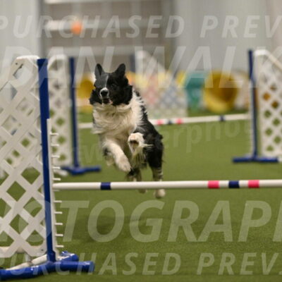 Frenzy-Robert-Rachow-10059