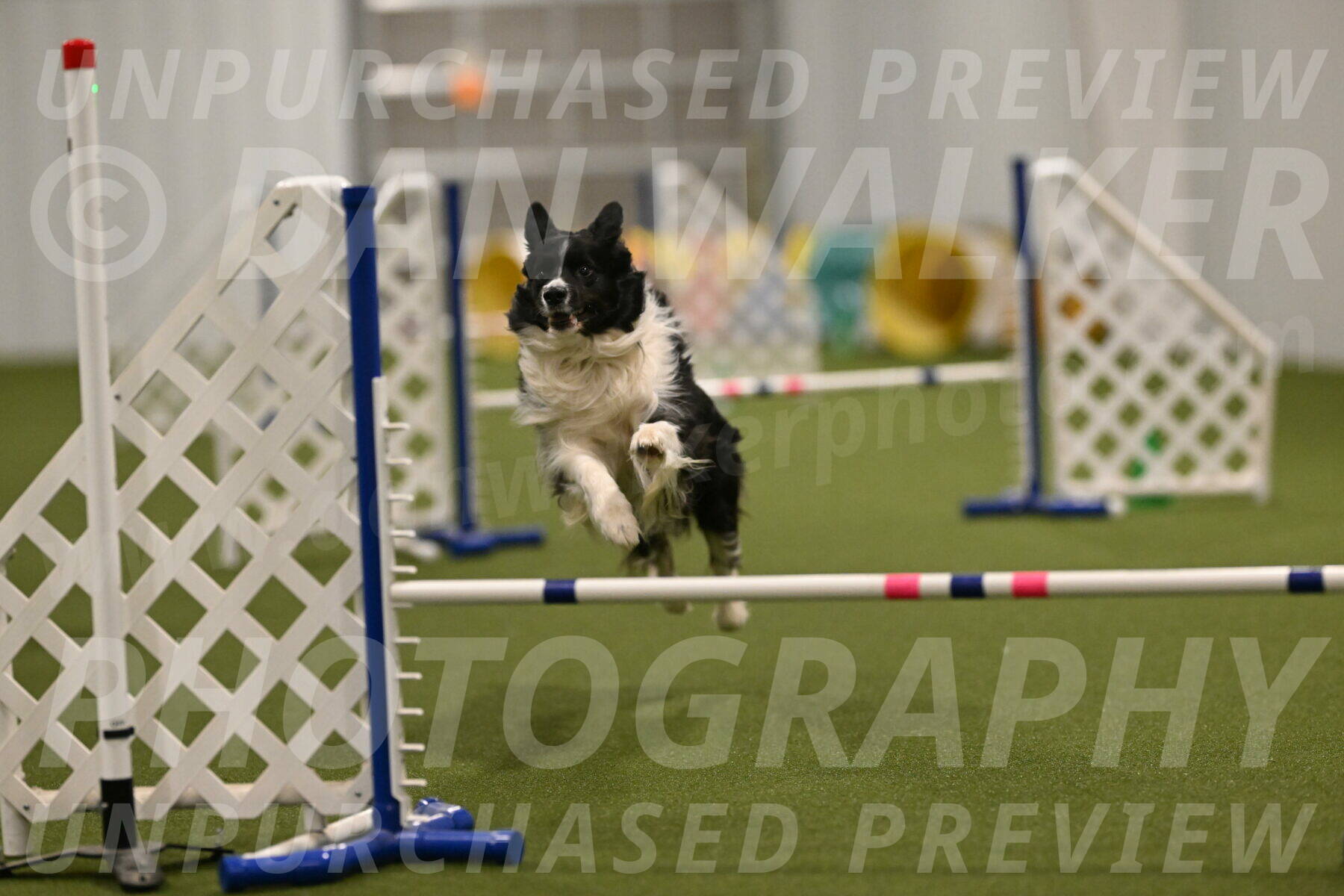 Frenzy-Robert-Rachow-10059