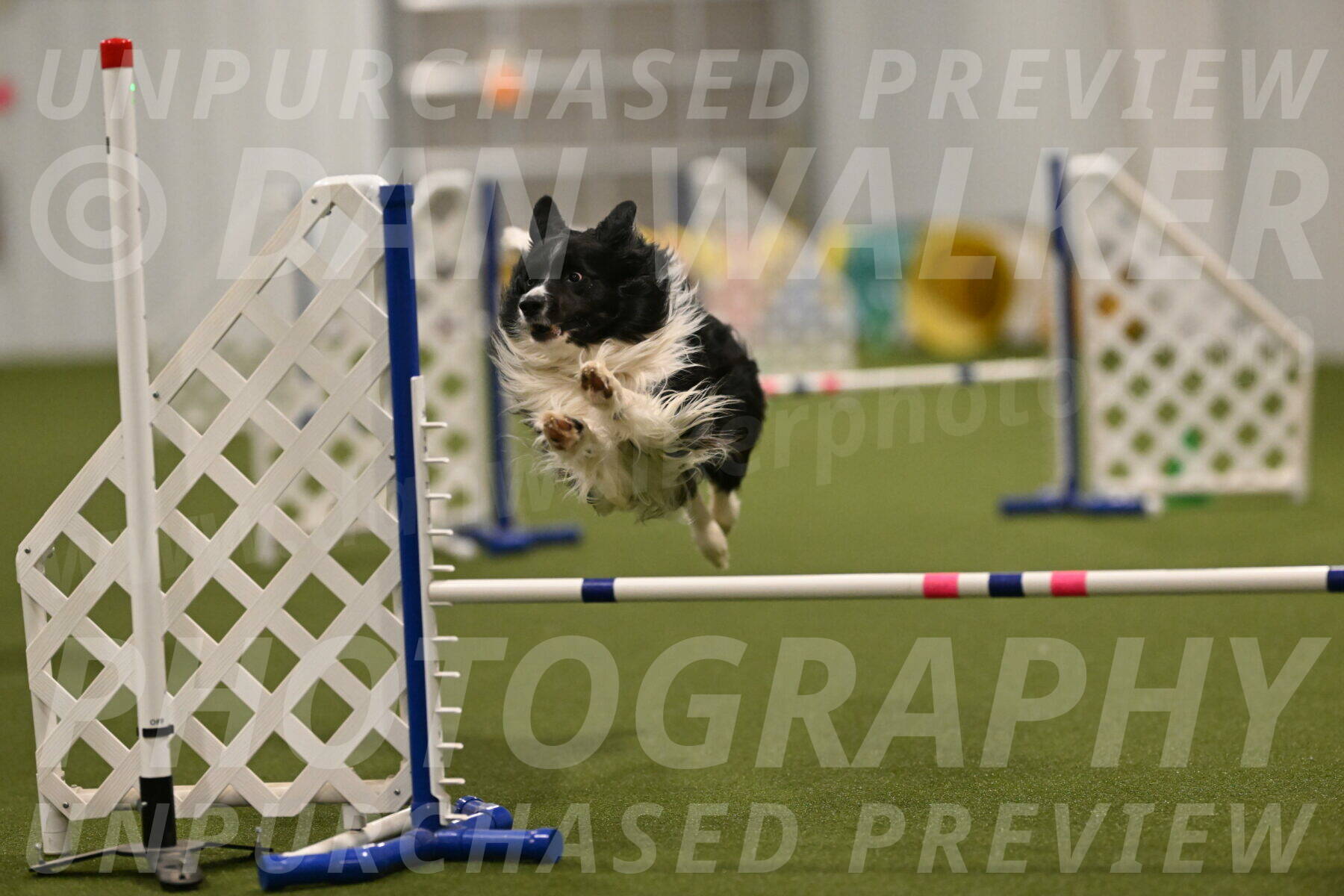 Frenzy-Robert-Rachow-10060