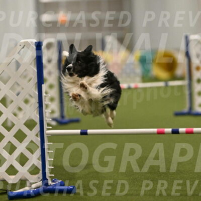 Frenzy-Robert-Rachow-10060