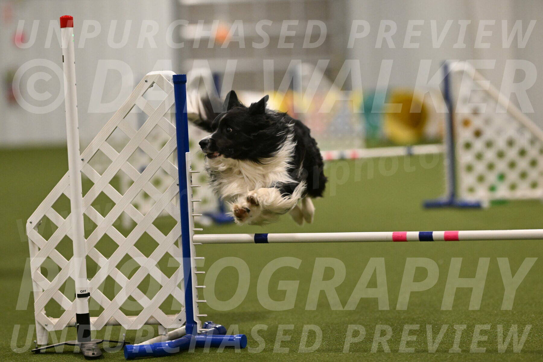 Frenzy-Robert-Rachow-10061