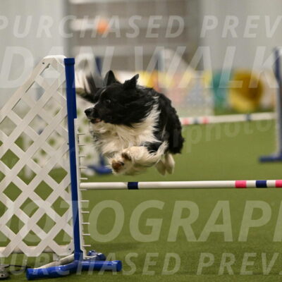 Frenzy-Robert-Rachow-10061