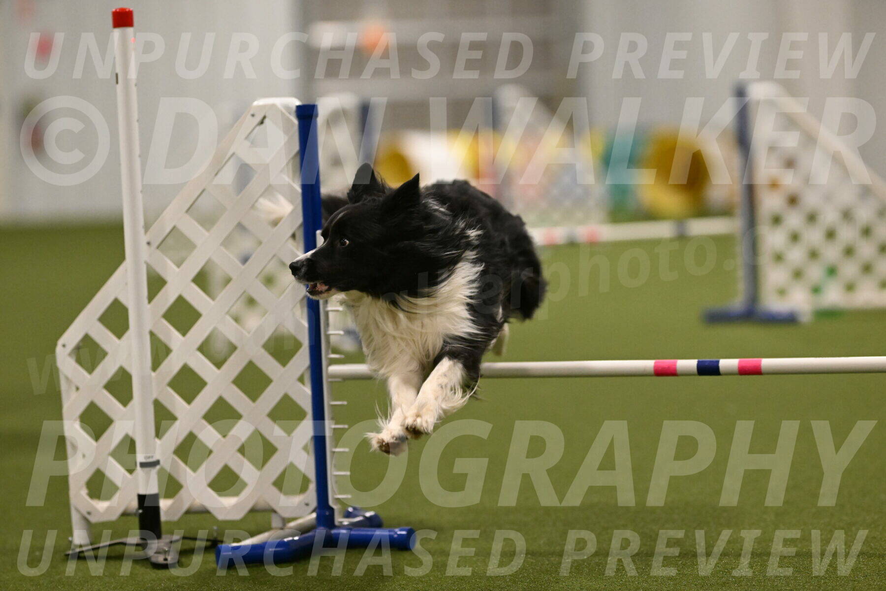 Frenzy-Robert-Rachow-10062