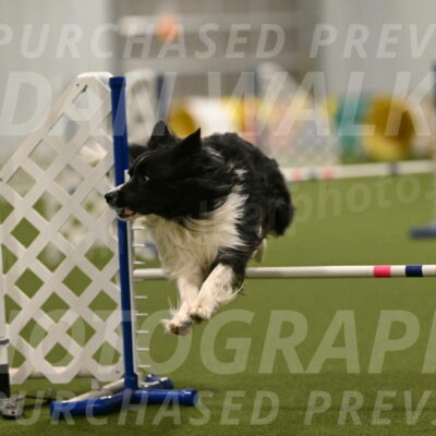 Frenzy-Robert-Rachow-10062