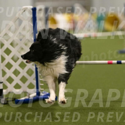 Frenzy-Robert-Rachow-10063