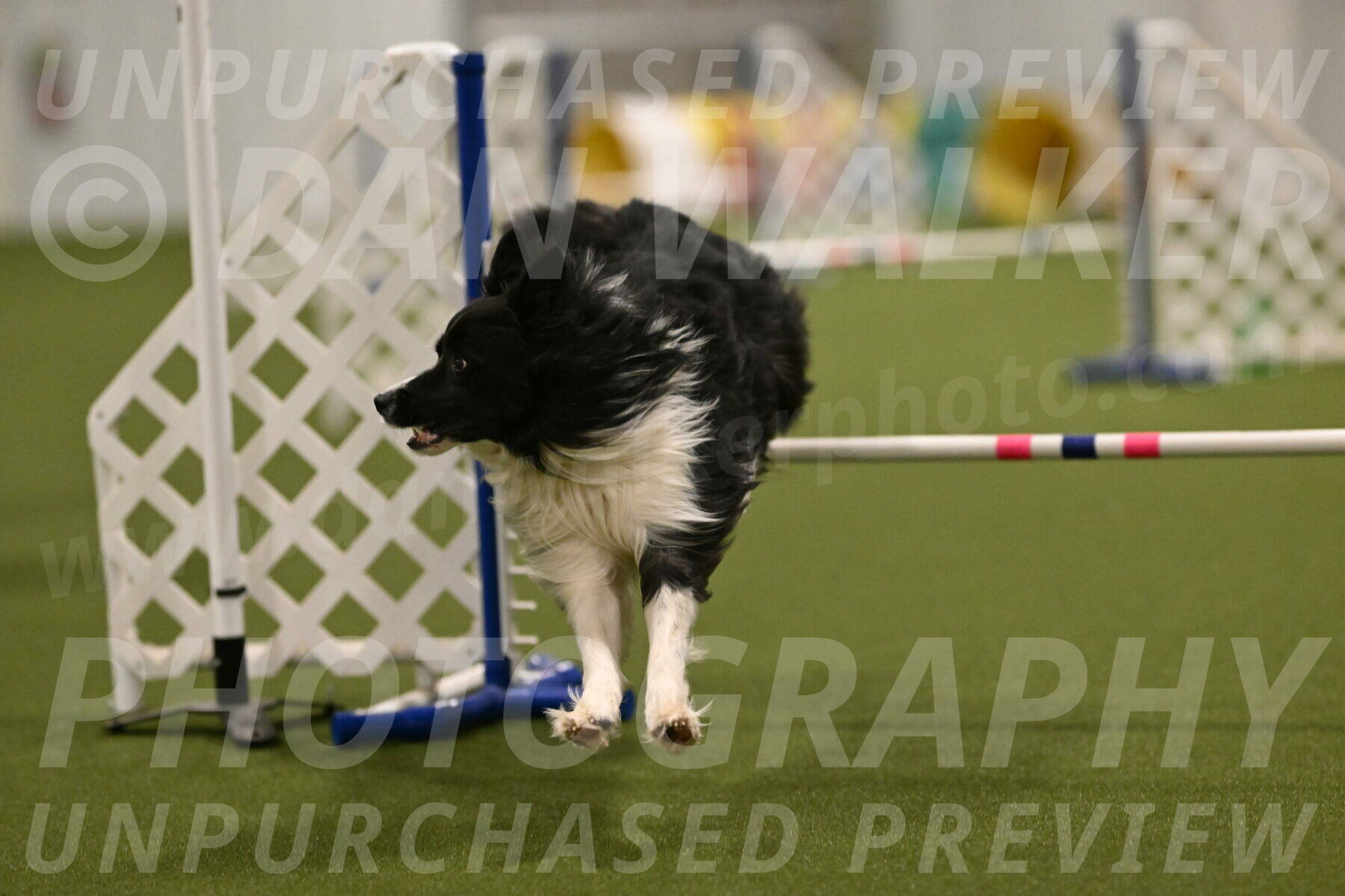 Frenzy-Robert-Rachow-10063