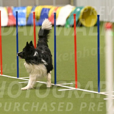 Frenzy-Robert-Rachow-10064