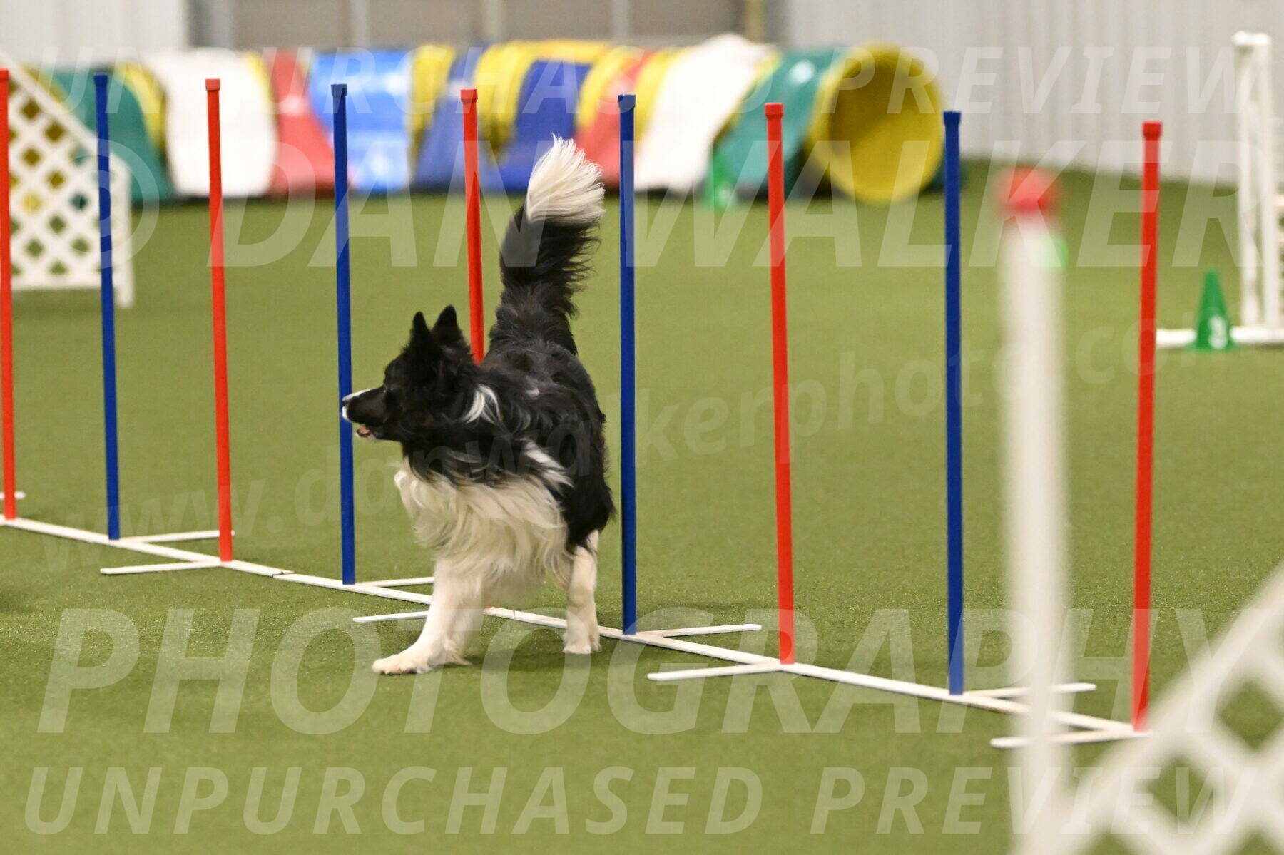 Frenzy-Robert-Rachow-10064