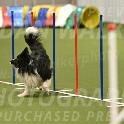 Frenzy-Robert-Rachow-10065