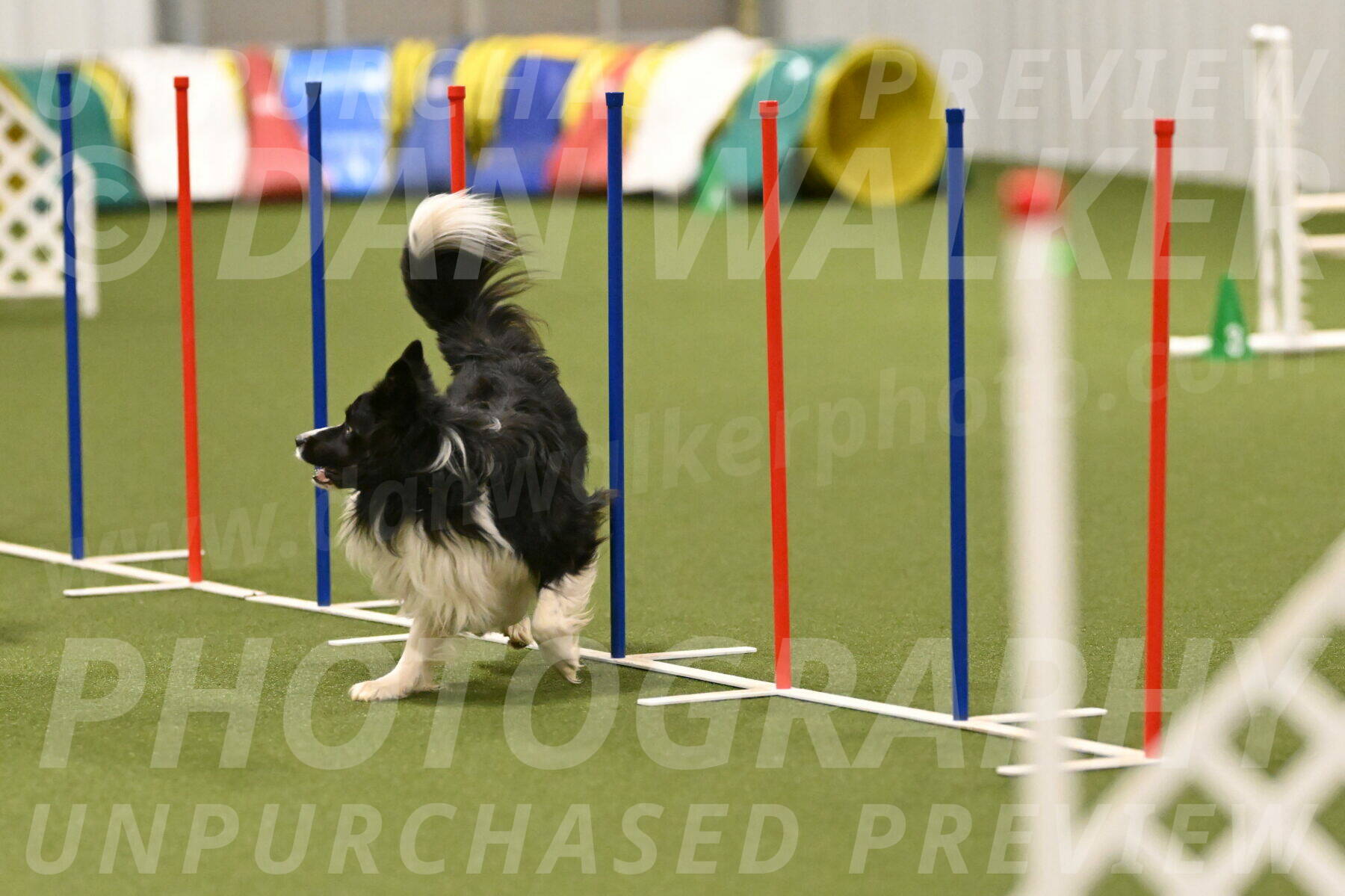 Frenzy-Robert-Rachow-10065