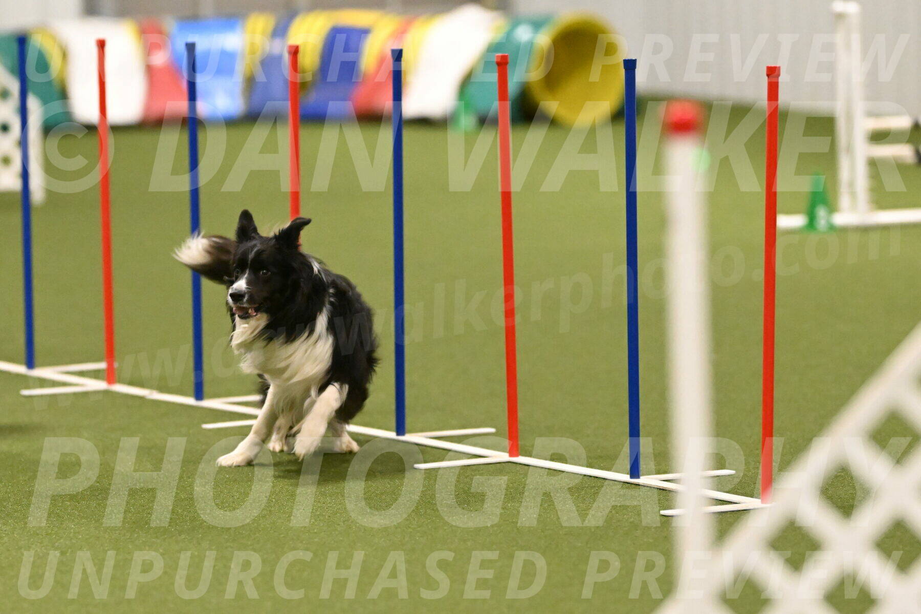 Frenzy-Robert-Rachow-10066