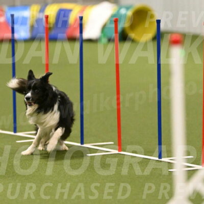 Frenzy-Robert-Rachow-10066