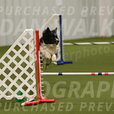 Frenzy-Robert-Rachow-10067