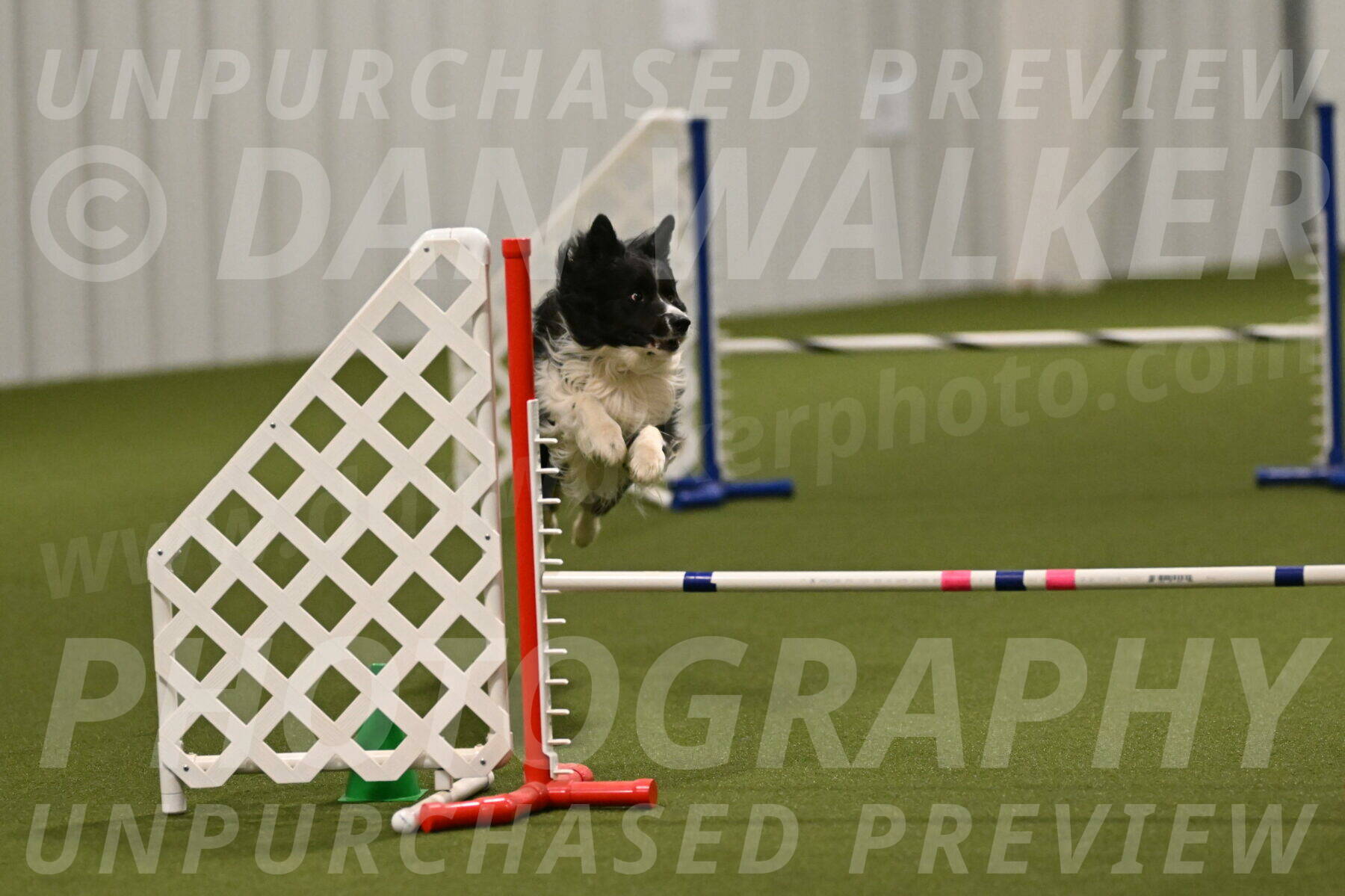 Frenzy-Robert-Rachow-10067