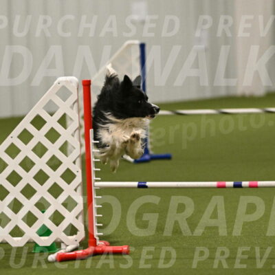 Frenzy-Robert-Rachow-10068