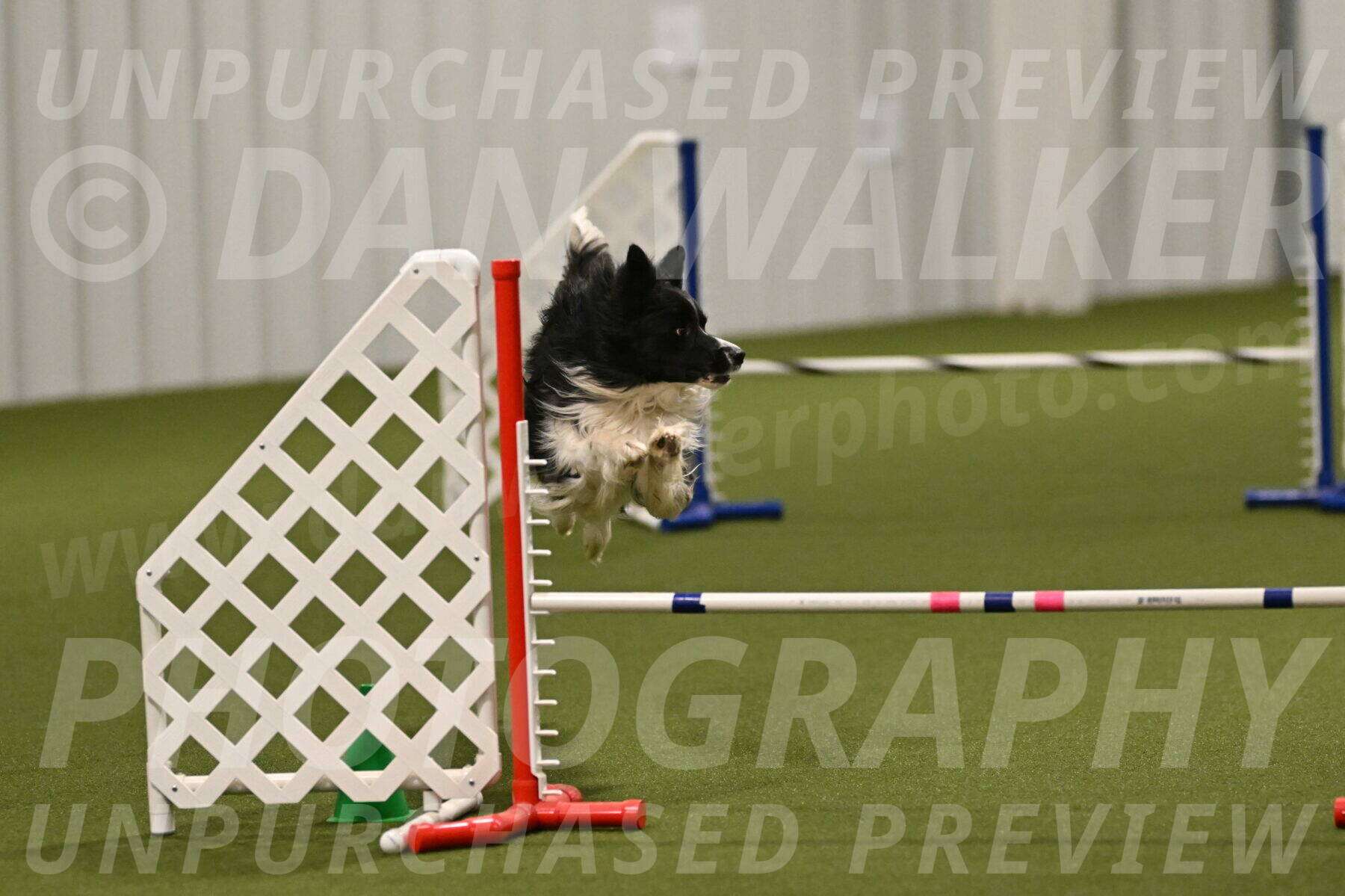 Frenzy-Robert-Rachow-10068