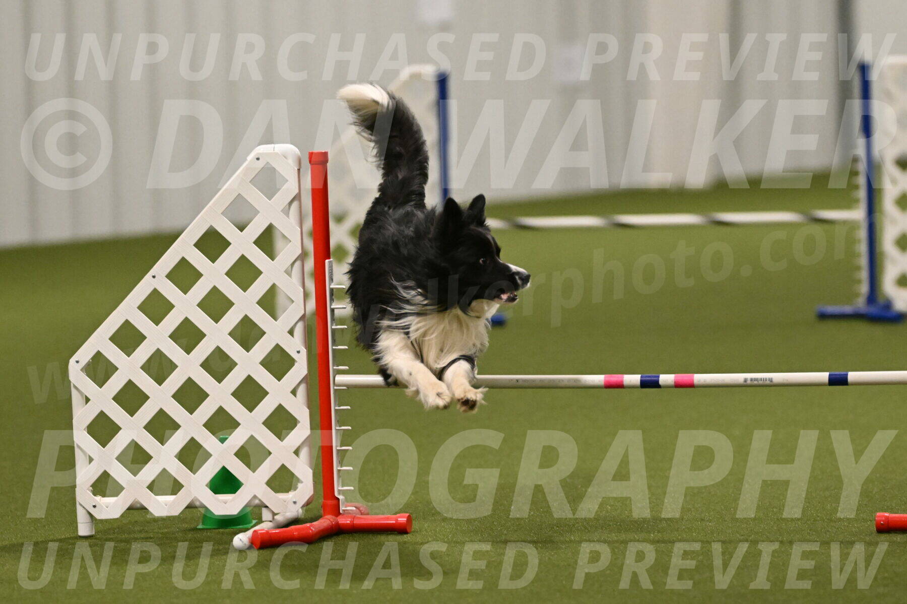 Frenzy-Robert-Rachow-10069