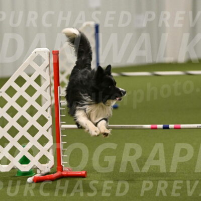 Frenzy-Robert-Rachow-10069