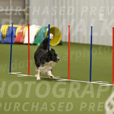 Frenzy-Robert-Rachow-10070