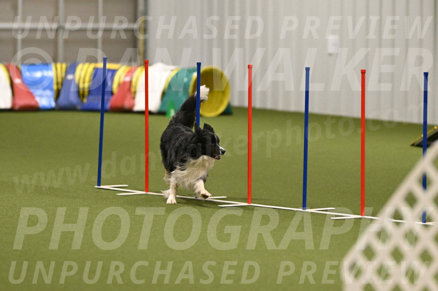 Frenzy-Robert-Rachow-10070