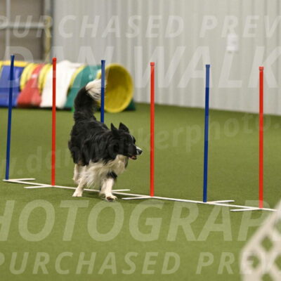 Frenzy-Robert-Rachow-10071