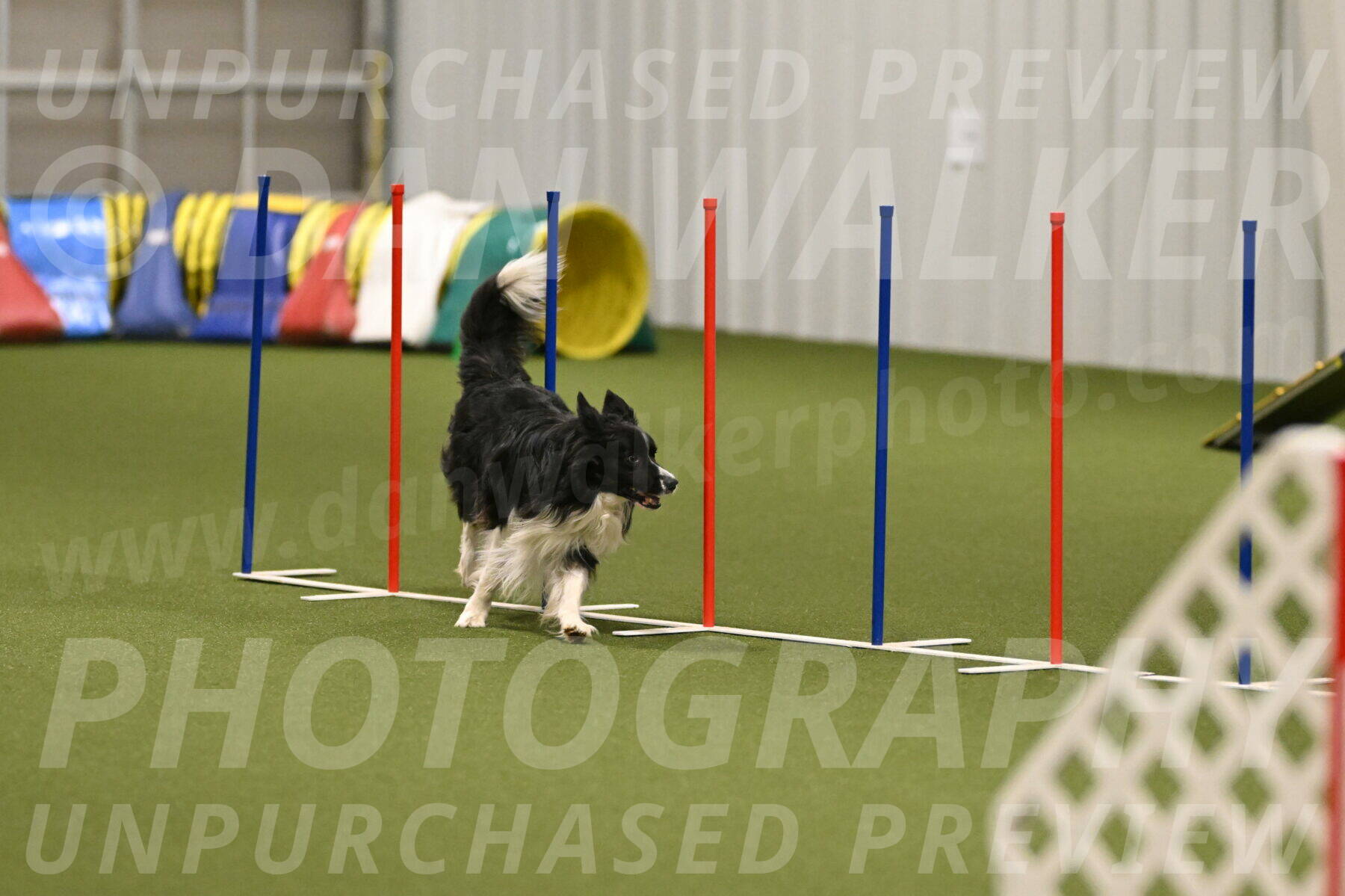 Frenzy-Robert-Rachow-10071