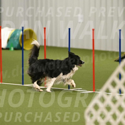 Frenzy-Robert-Rachow-10072