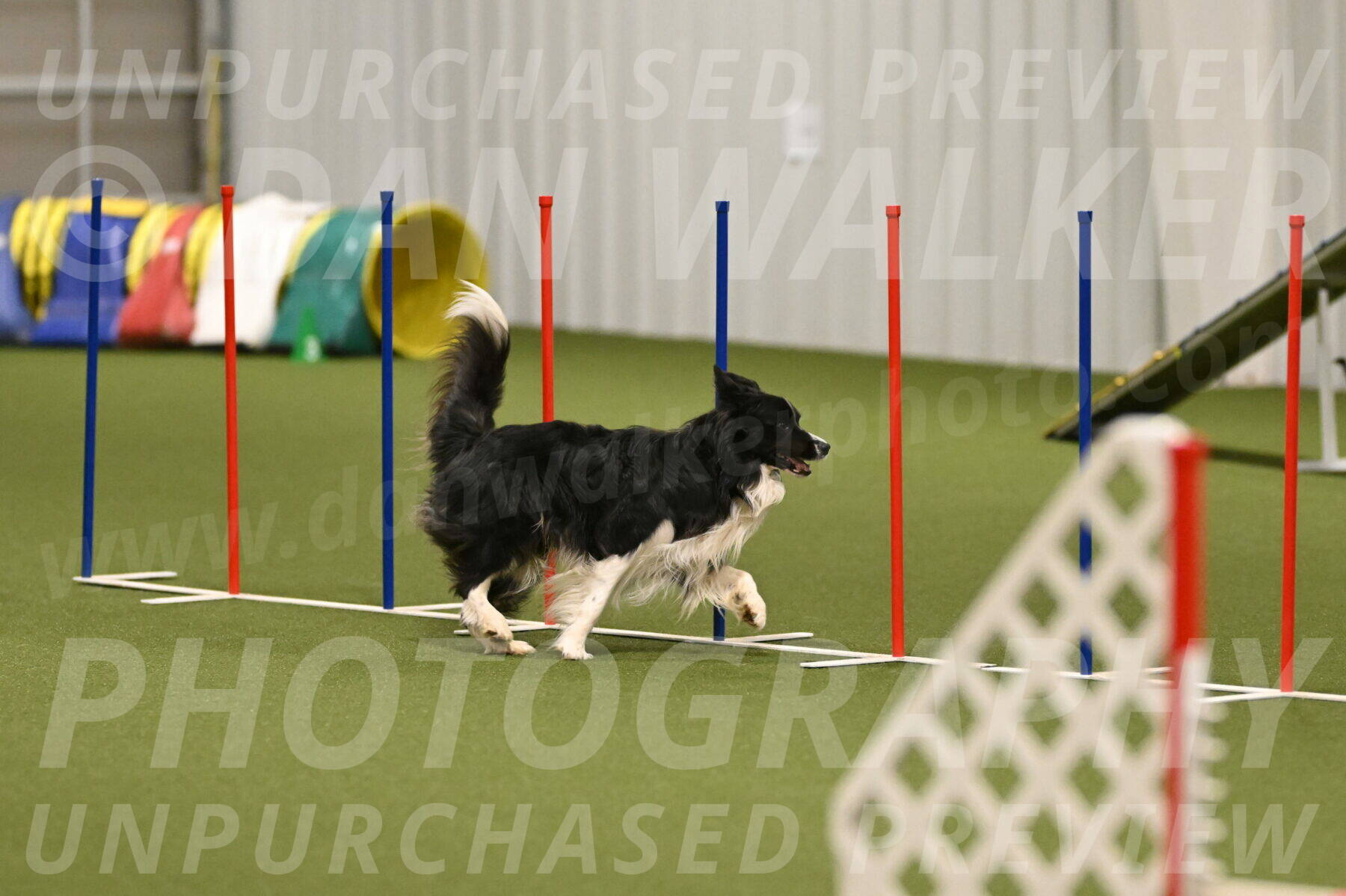 Frenzy-Robert-Rachow-10072