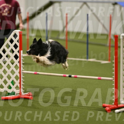 Frenzy-Robert-Rachow-10073